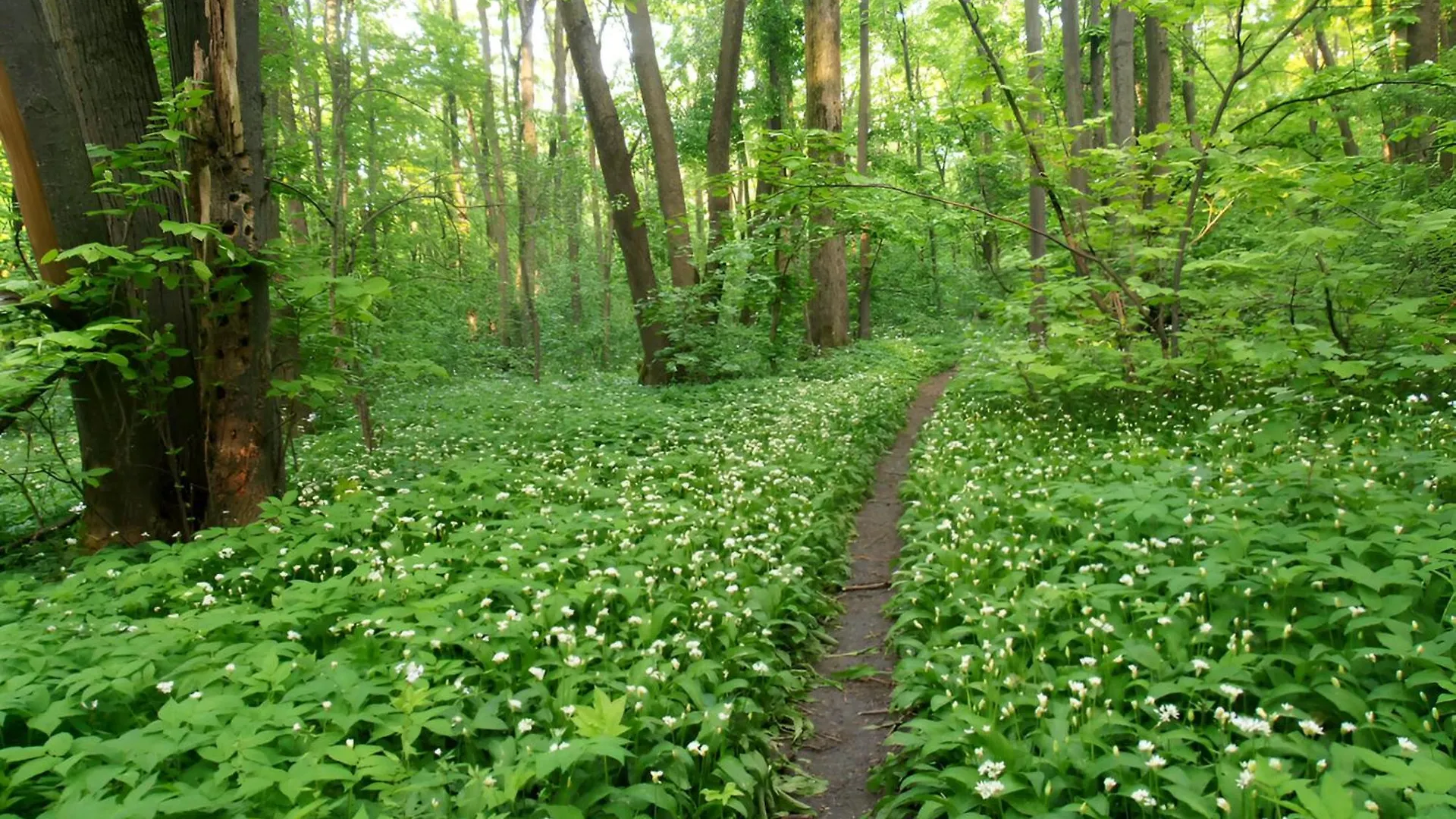 Lejlighed Forest-View Apart Bukarest